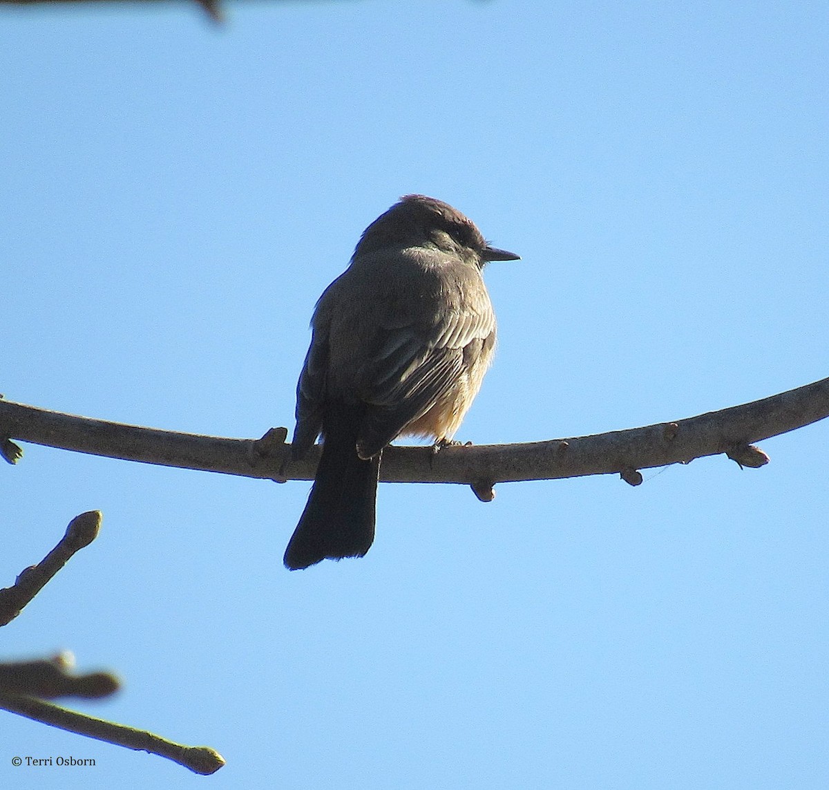 Say's Phoebe - Terri Osborn