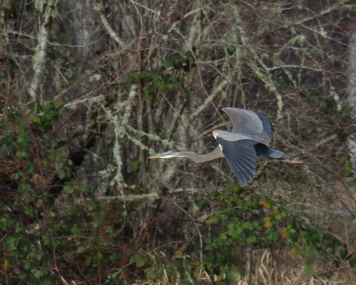 Great Blue Heron - ML300214011