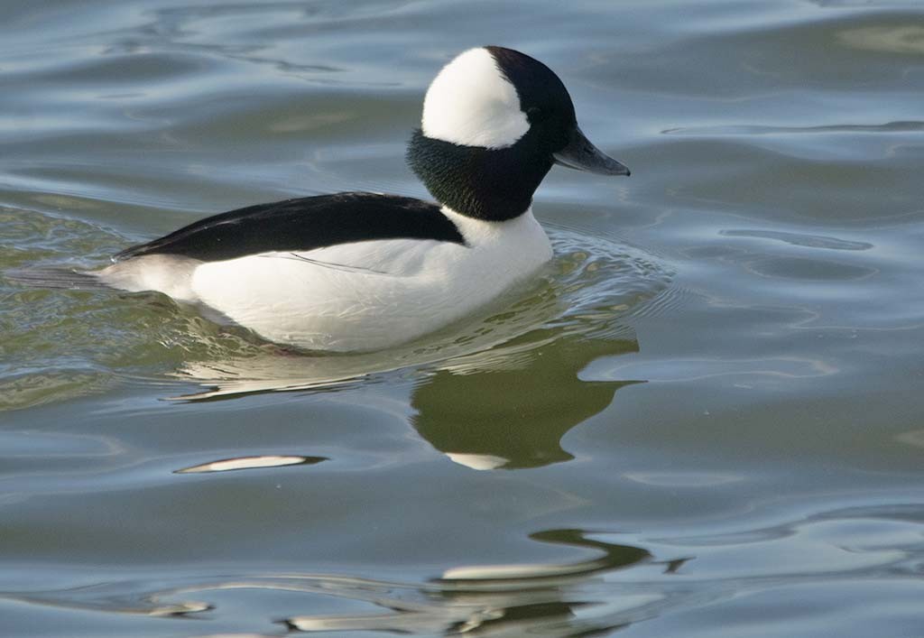 Bufflehead - Hugh Vandervoort