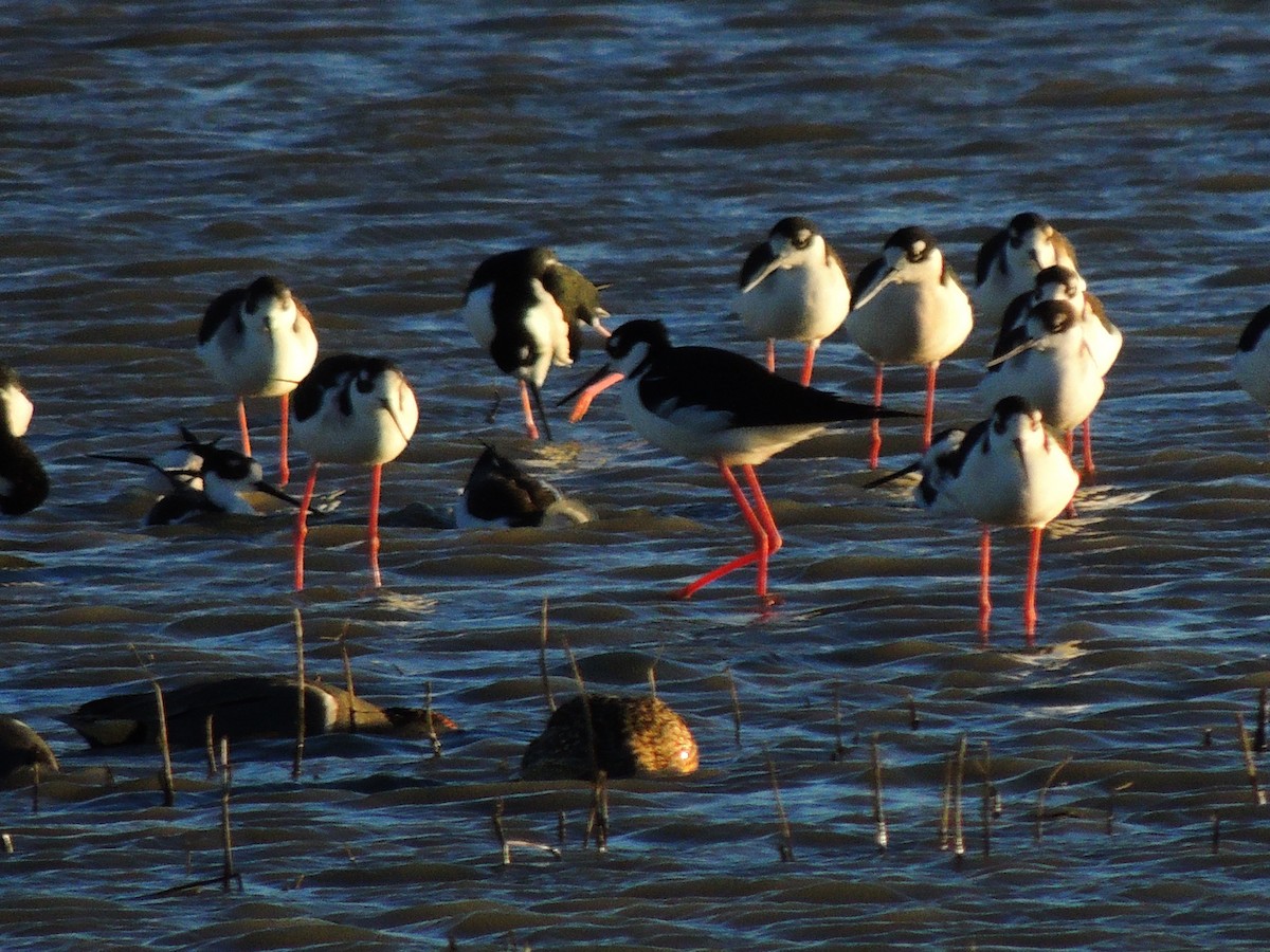 Black-necked Stilt - ML300217341