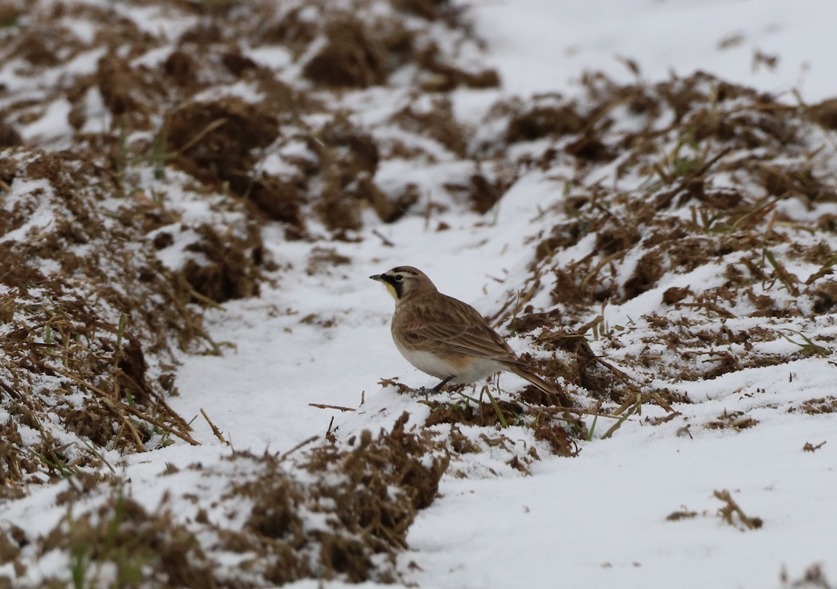 Horned Lark - Ben Leff