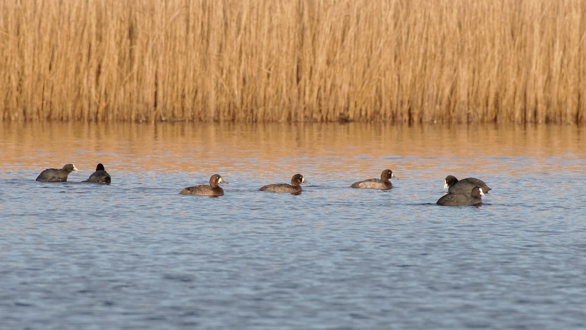 Greater Scaup - ML300218841