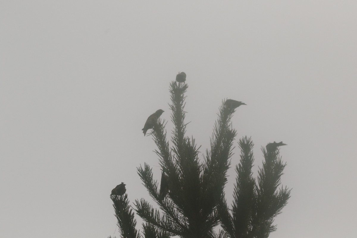 Red Crossbill (Sitka Spruce or type 10) - ML300219161