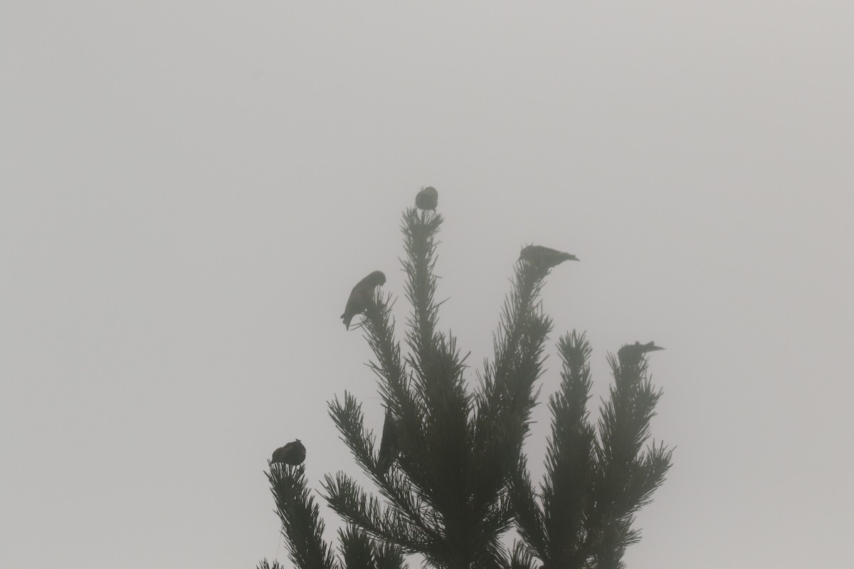 Red Crossbill (Sitka Spruce or type 10) - ML300219171