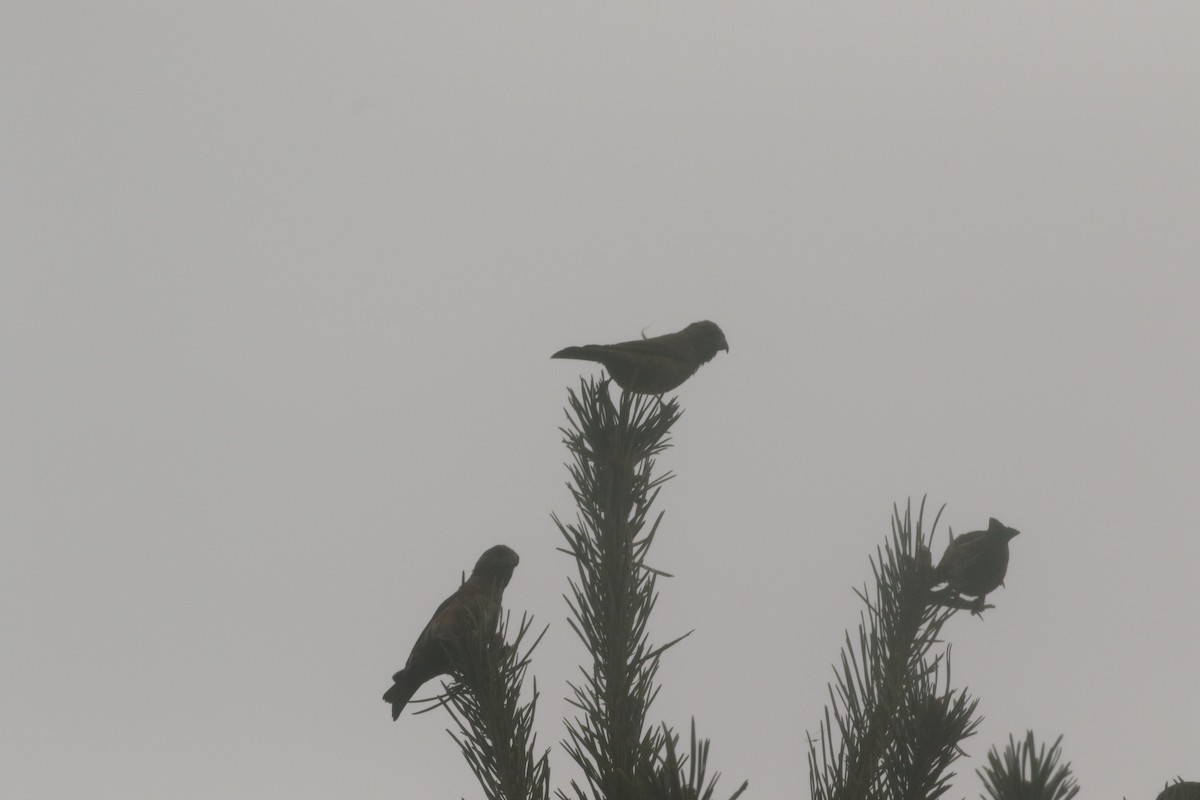 Red Crossbill (Sitka Spruce or type 10) - ML300219181