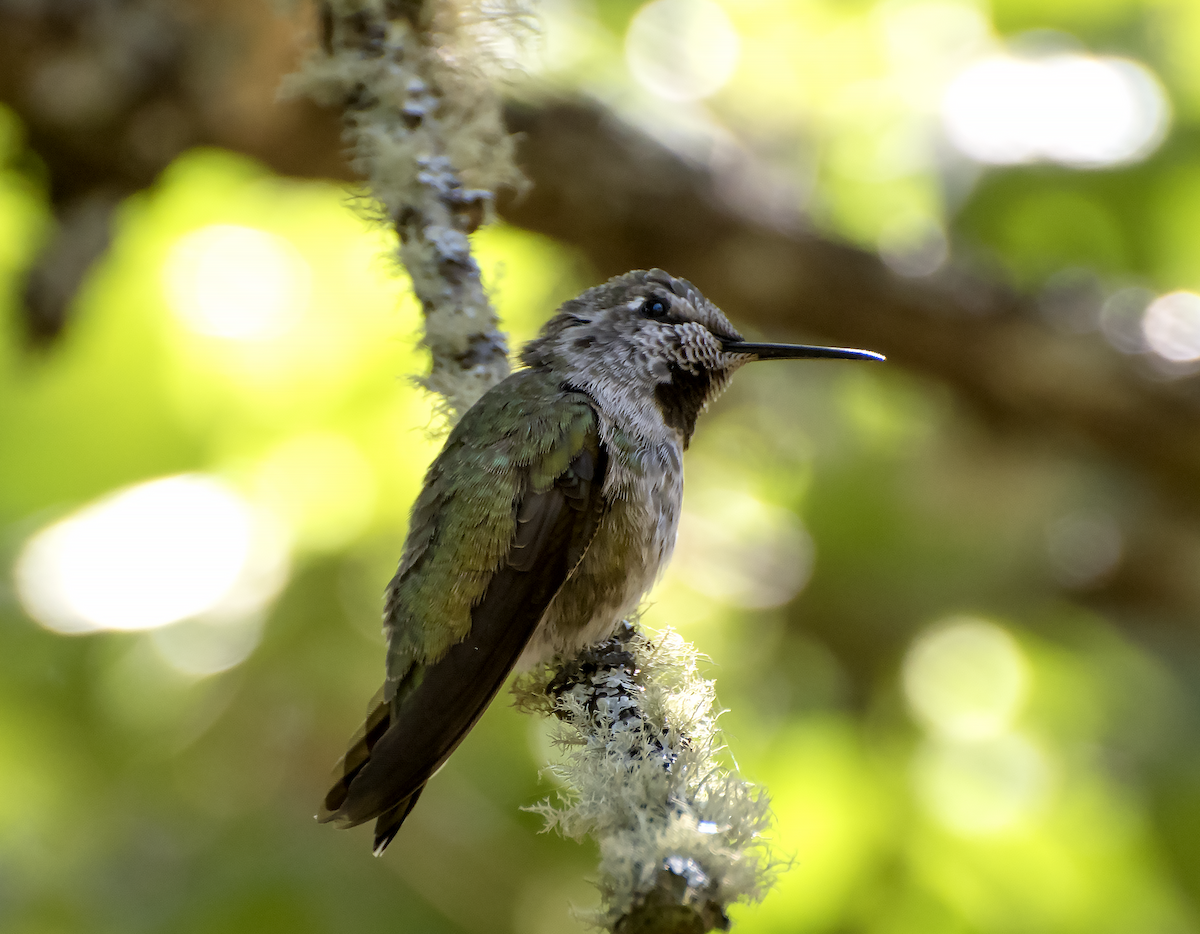 Anna's Hummingbird - ML30022071