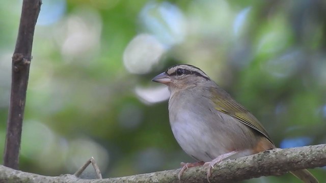 Olive Sparrow - ML300224161