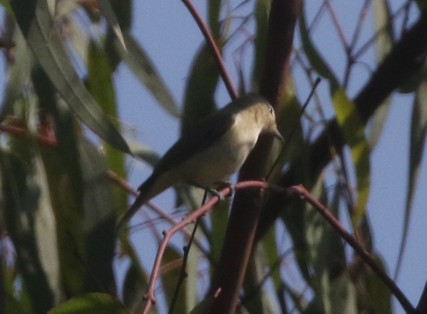 Warbling Vireo - logan kahle