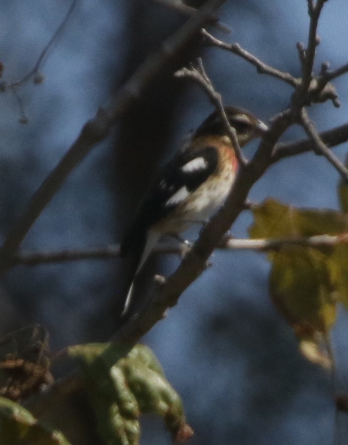 Rose-breasted Grosbeak - ML300227791