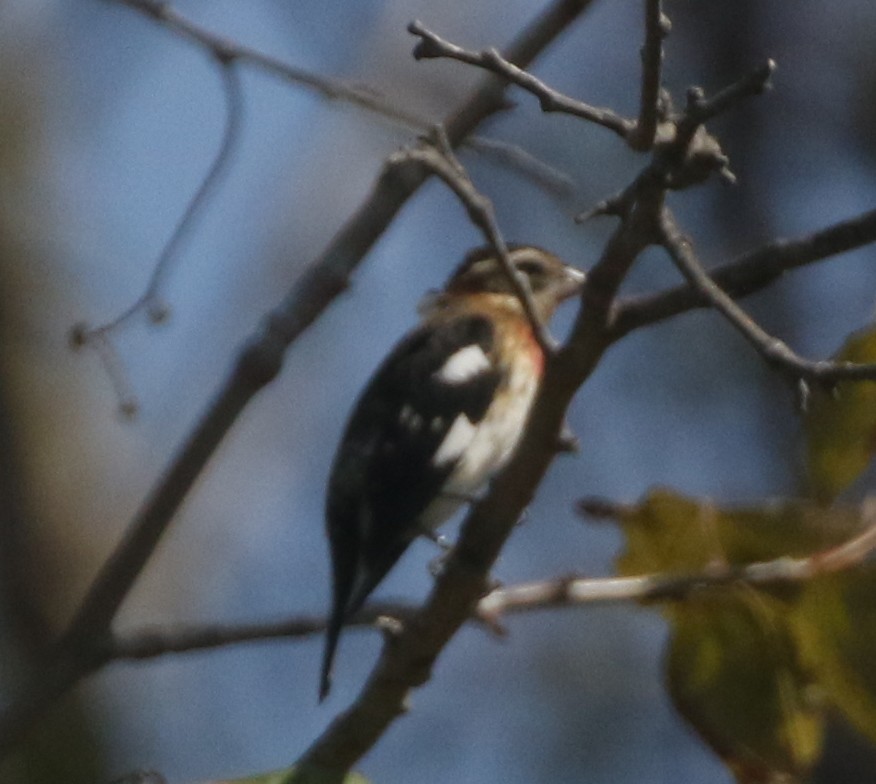 Rose-breasted Grosbeak - ML300227801