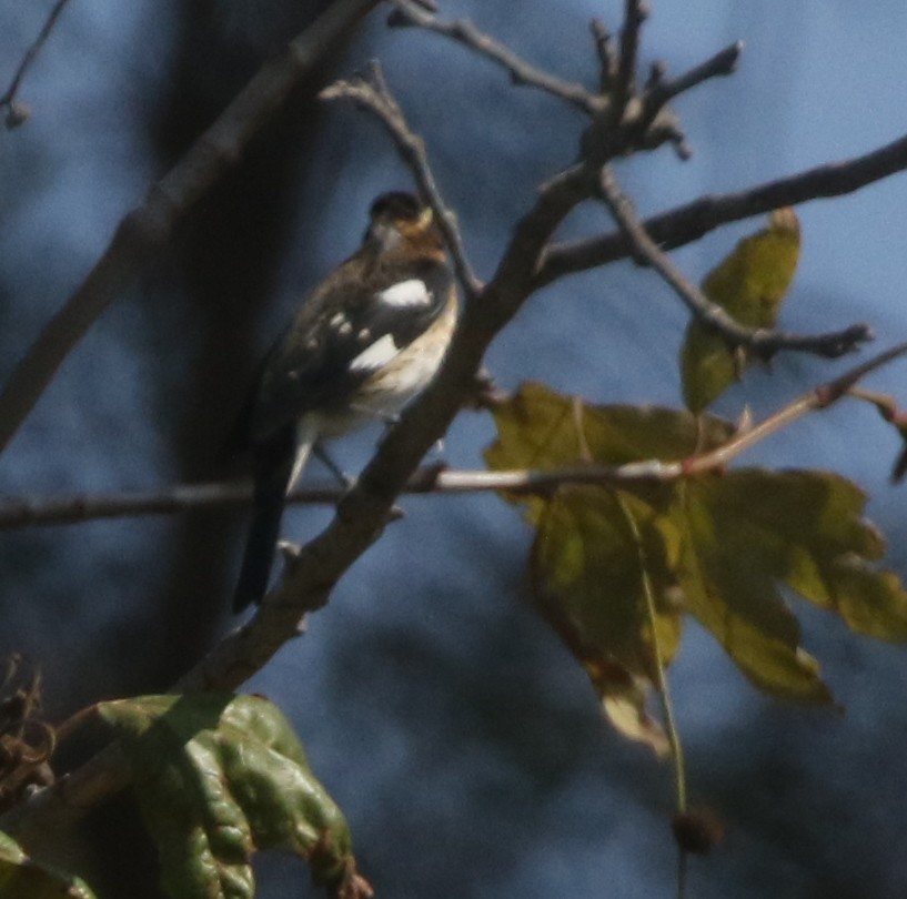Rose-breasted Grosbeak - ML300227821