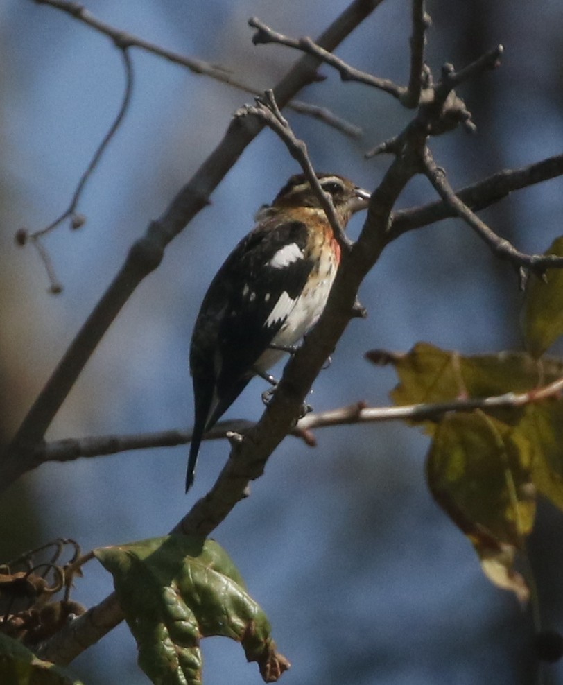 Rose-breasted Grosbeak - ML300227841