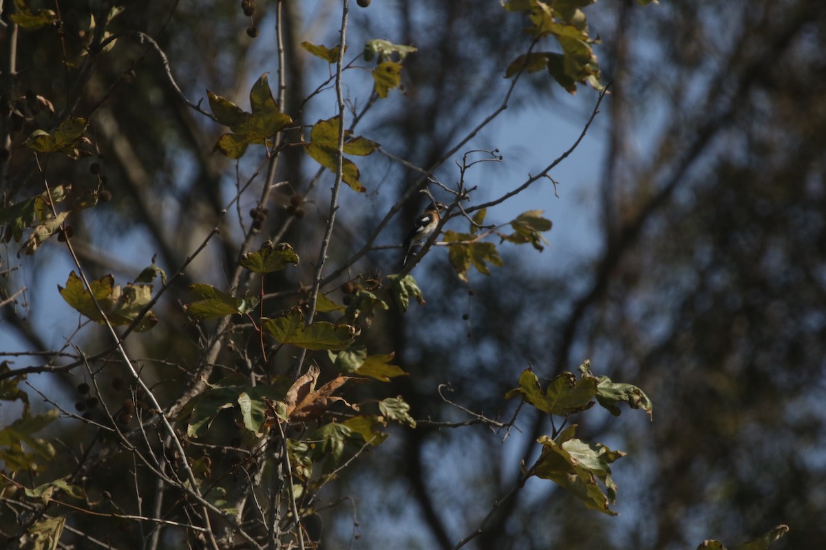 Rose-breasted Grosbeak - ML300227881