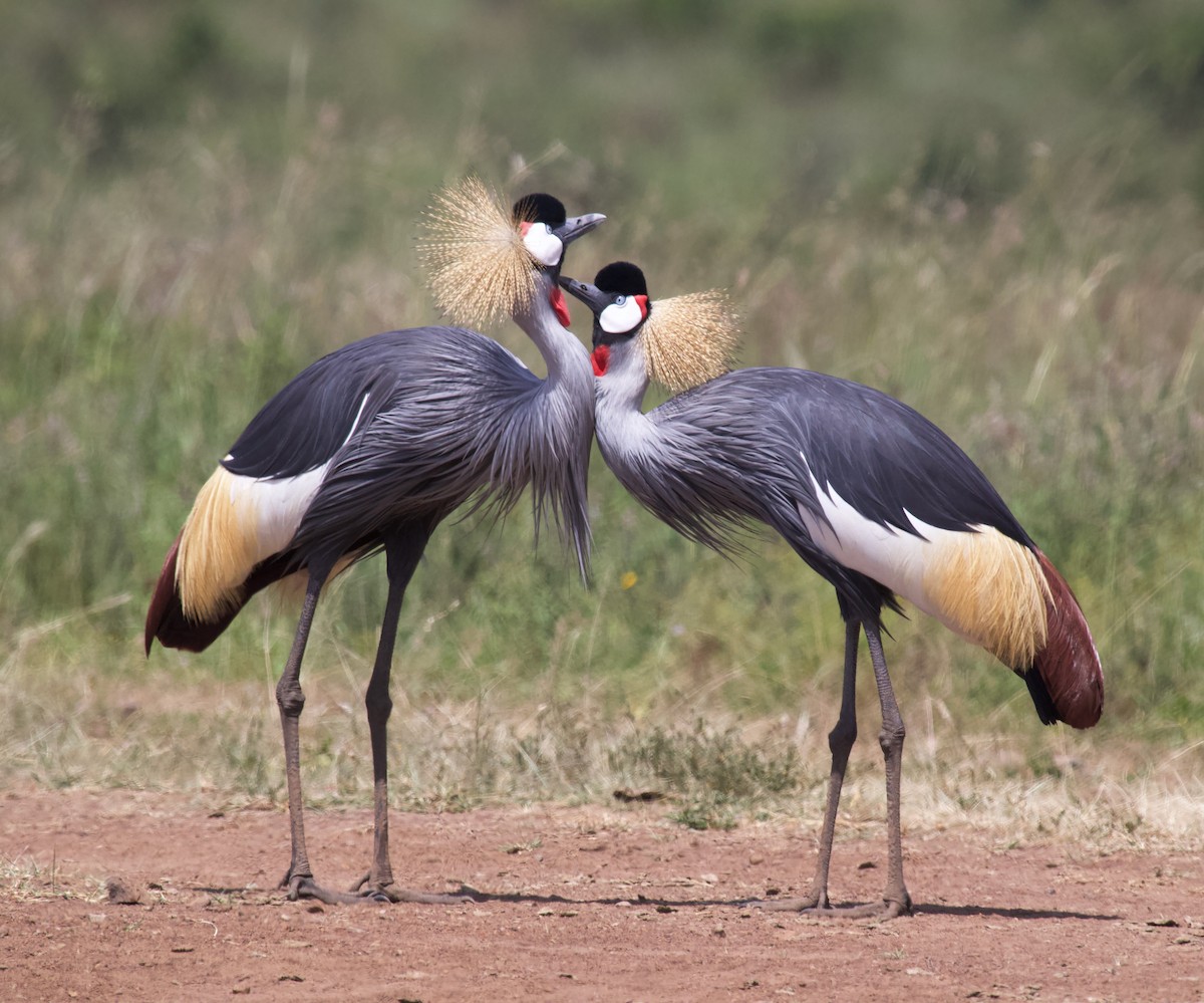 Gray Crowned-Crane - Liam Ragan