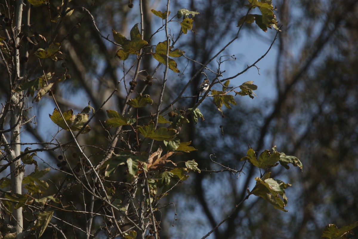 Rose-breasted Grosbeak - ML300227961