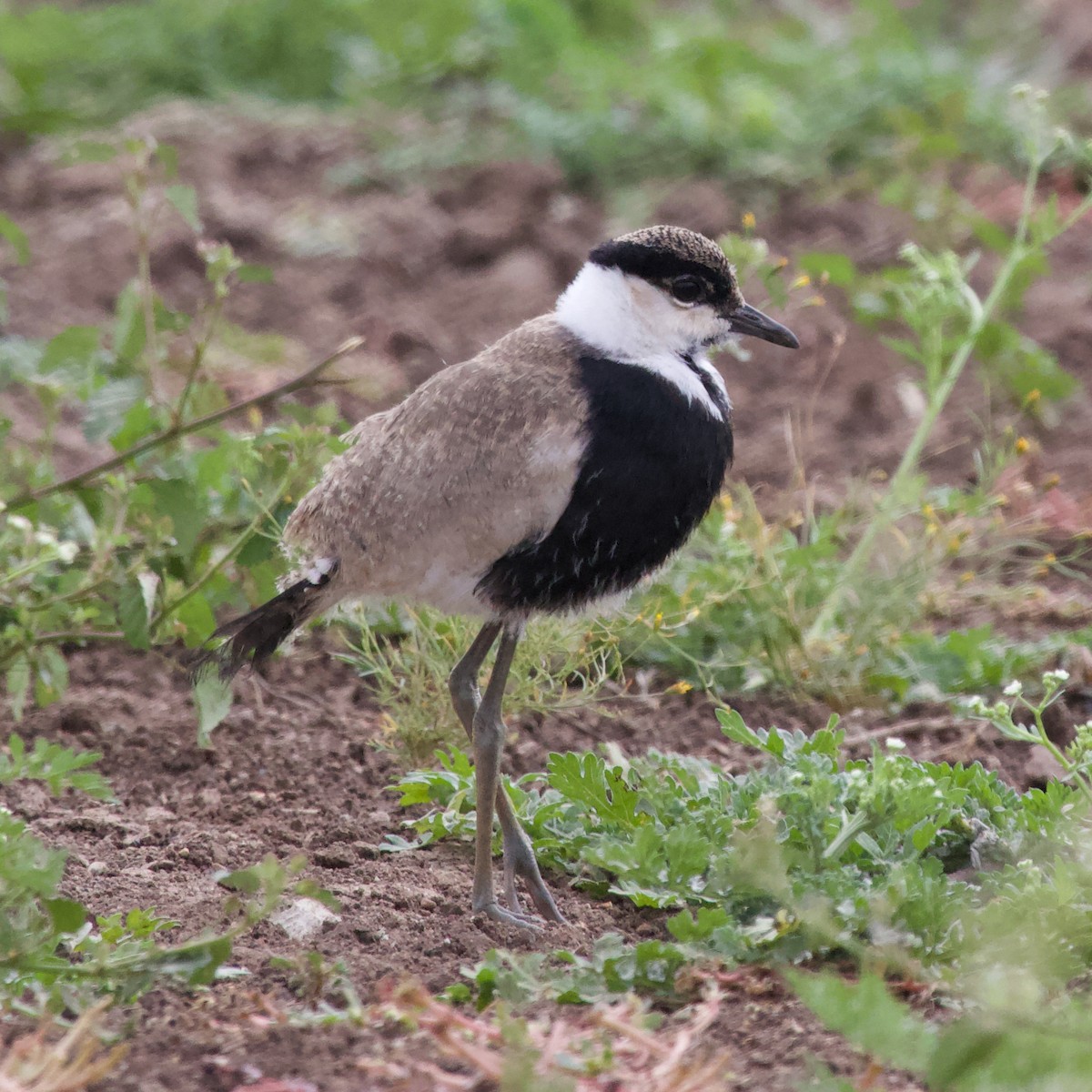 Spur-winged Lapwing - Liam Ragan