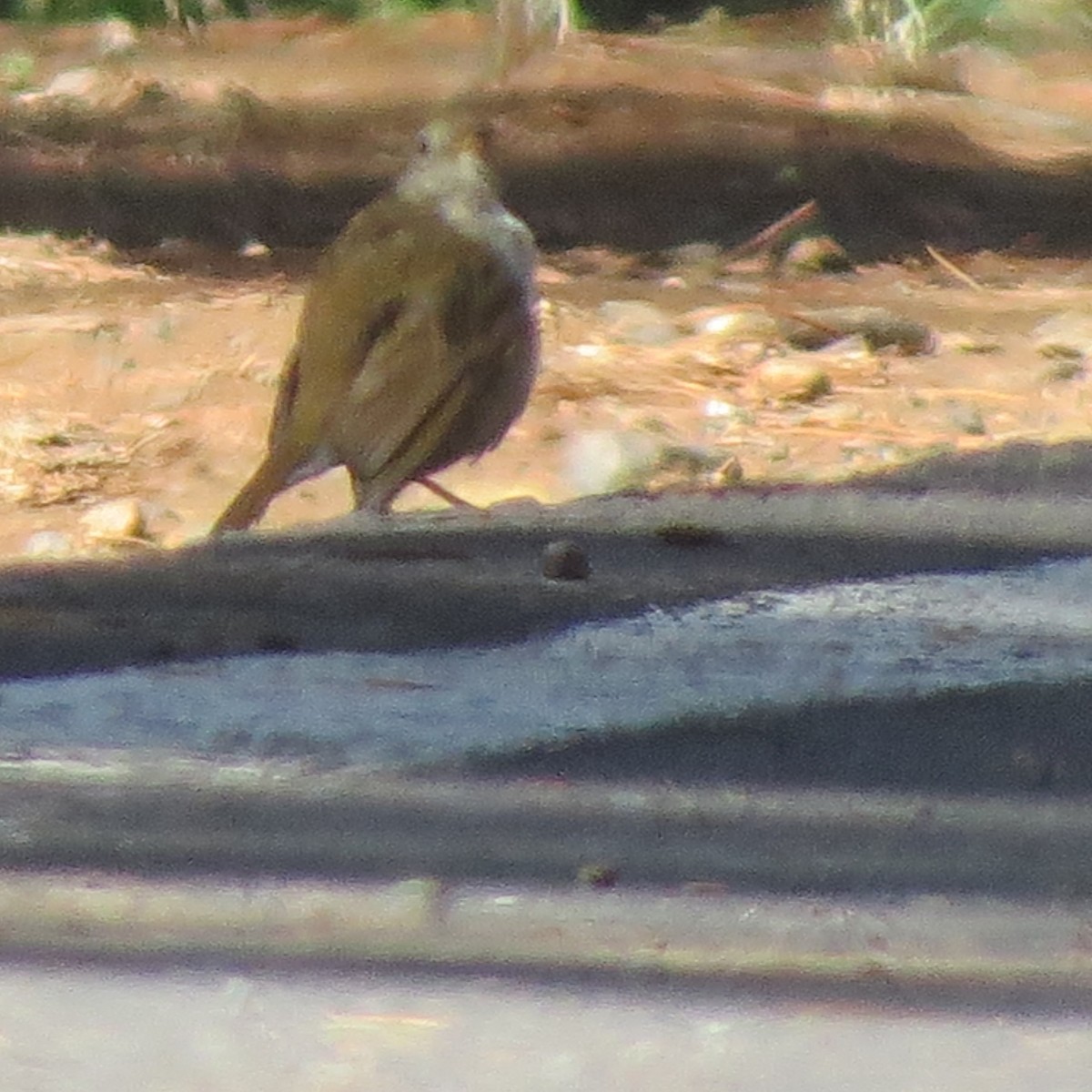 Russet Nightingale-Thrush - ML30023051