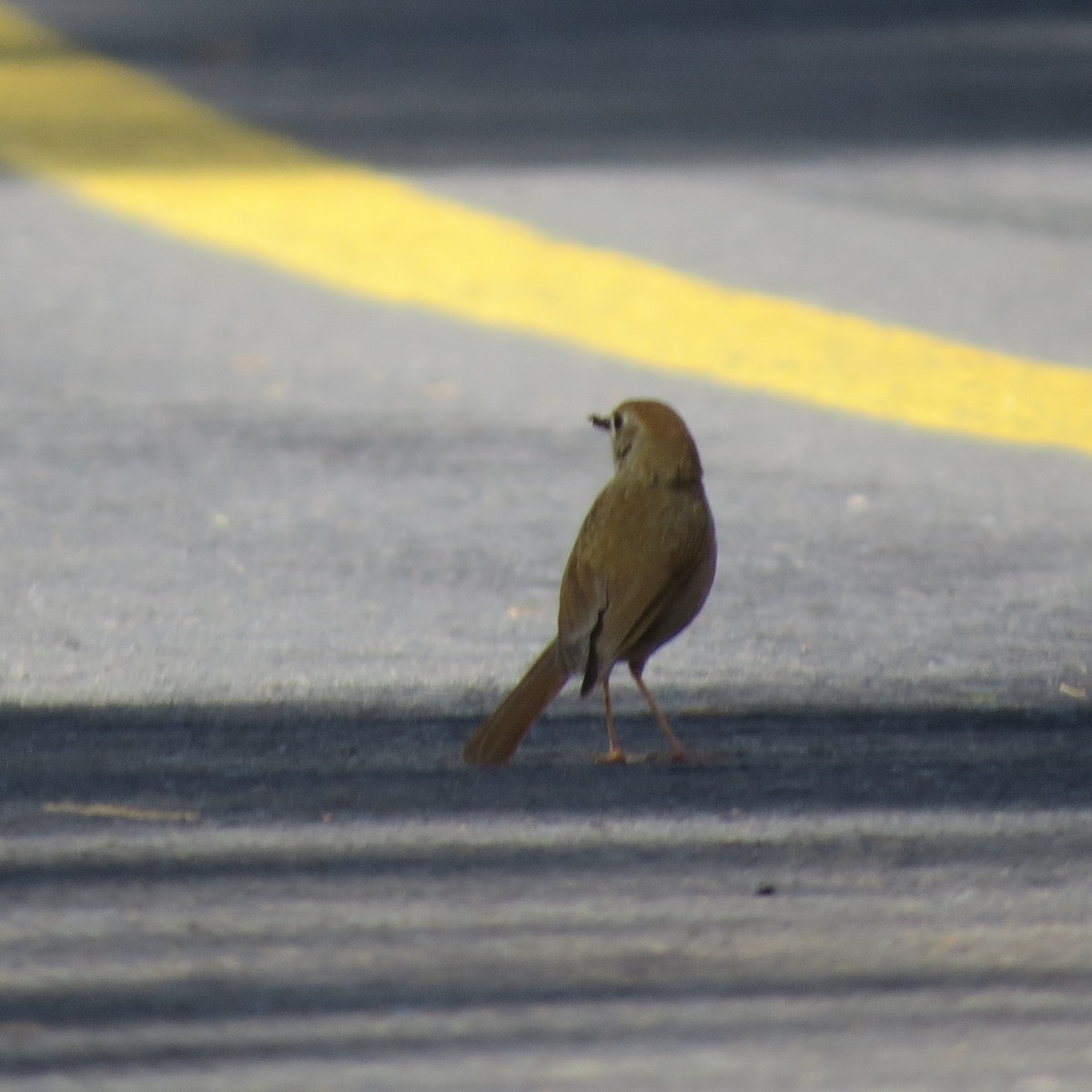 Russet Nightingale-Thrush - ML30023061