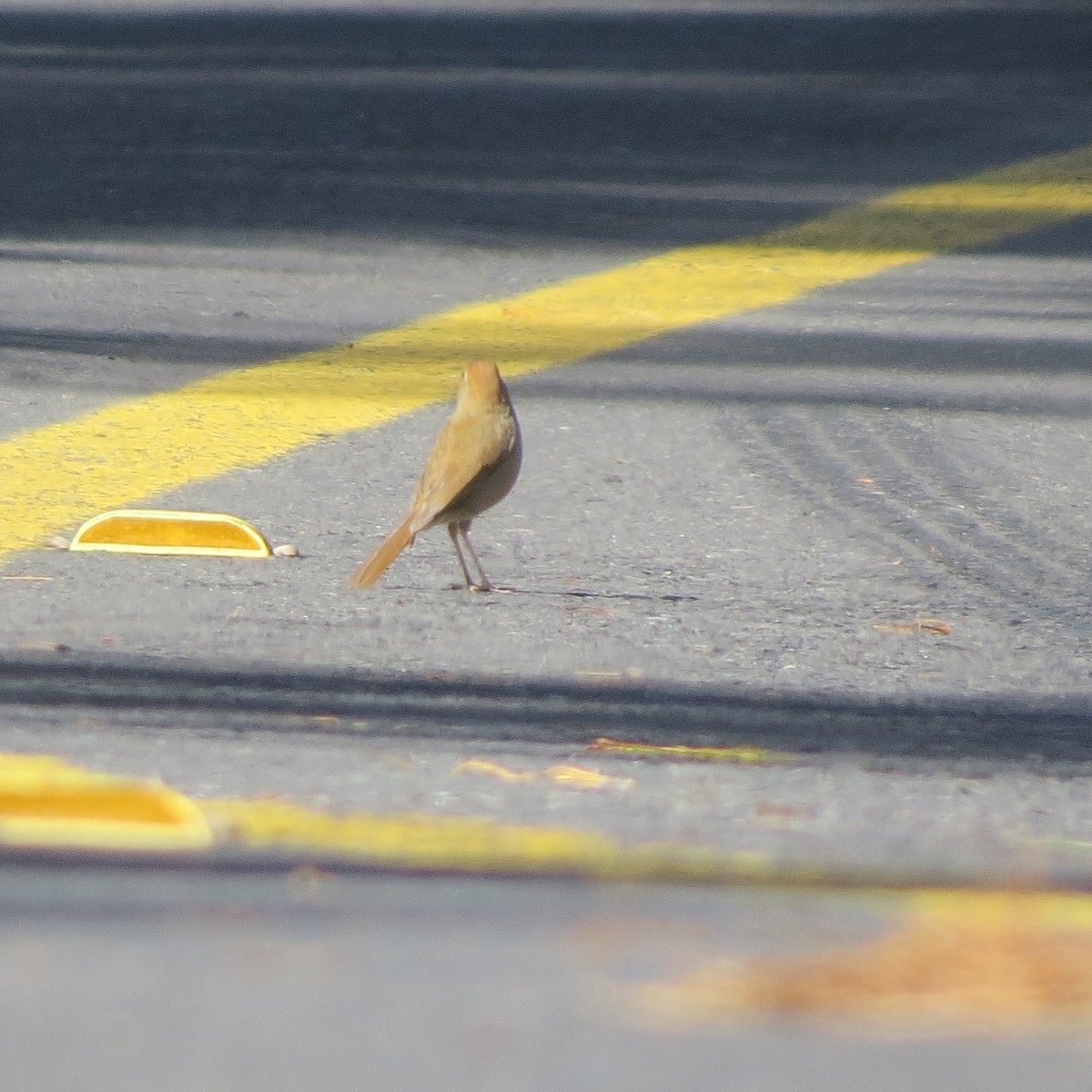 Russet Nightingale-Thrush - ML30023071