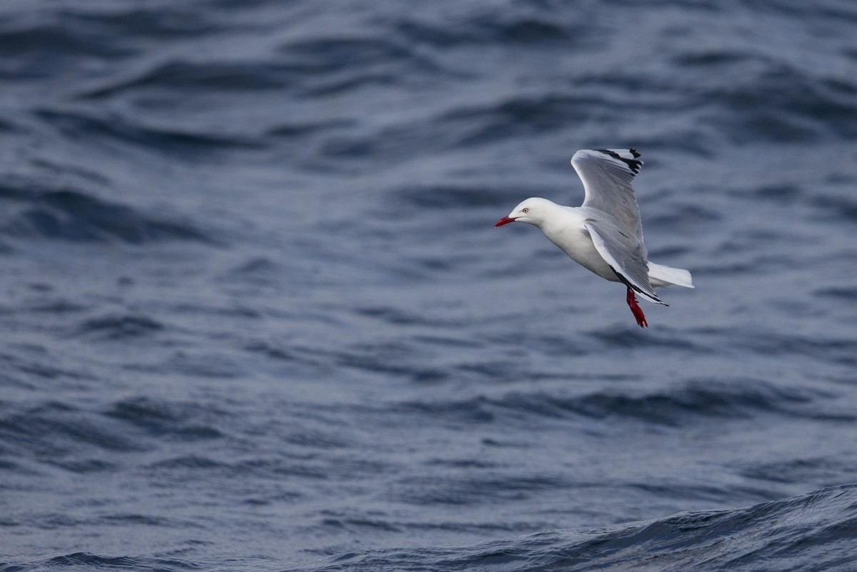 Silver Gull (Red-billed) - ML300230741