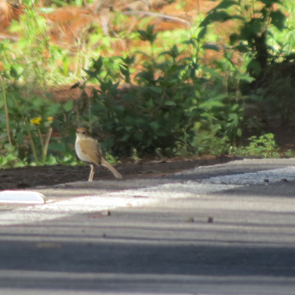 Russet Nightingale-Thrush - ML30023091