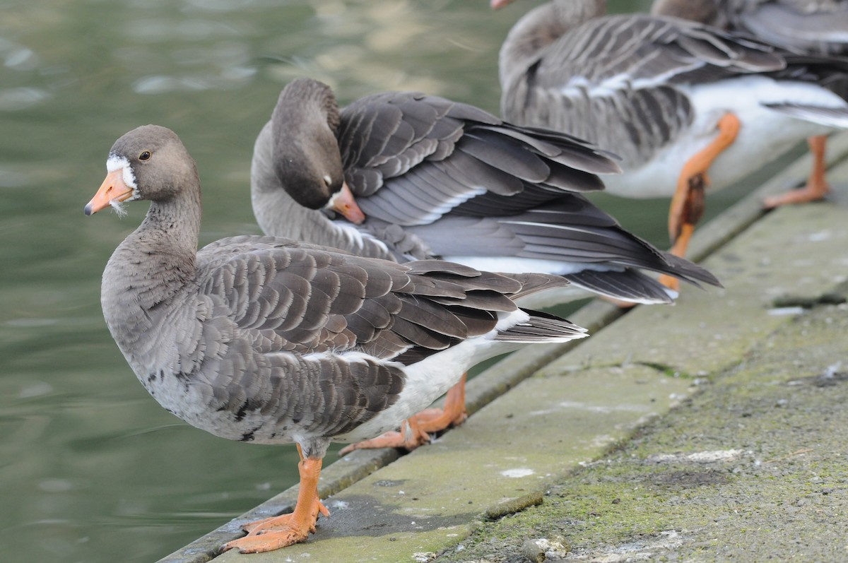 Greater White-fronted Goose - Alan Hopkins