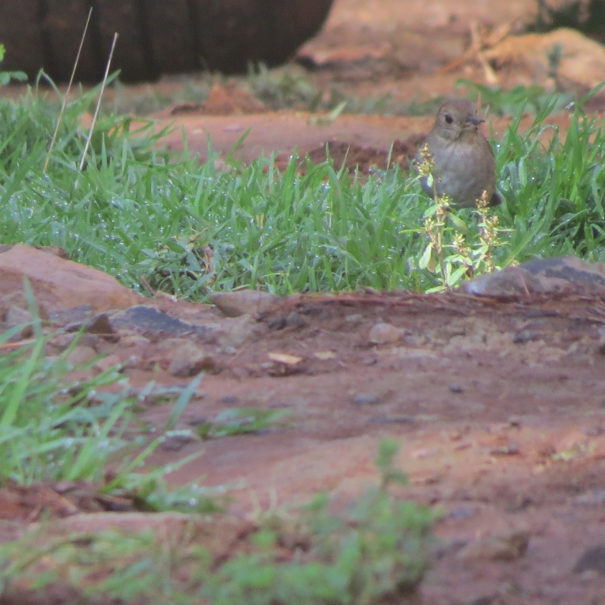 Russet Nightingale-Thrush - ML30023111