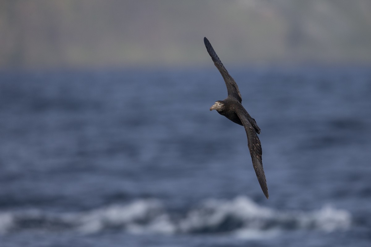 Northern Giant-Petrel - ML300231521