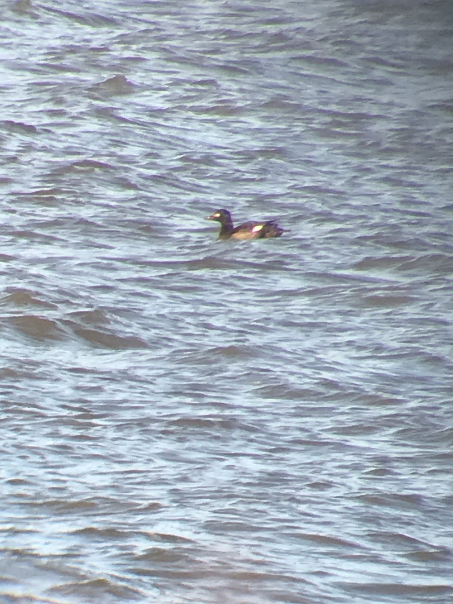 White-winged Scoter - ML300232331
