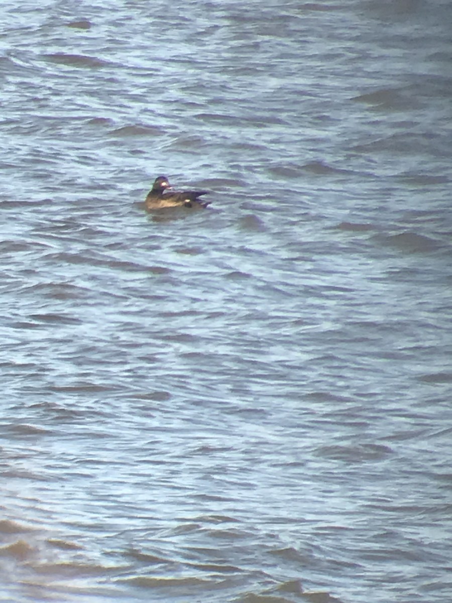 White-winged Scoter - ML300232341