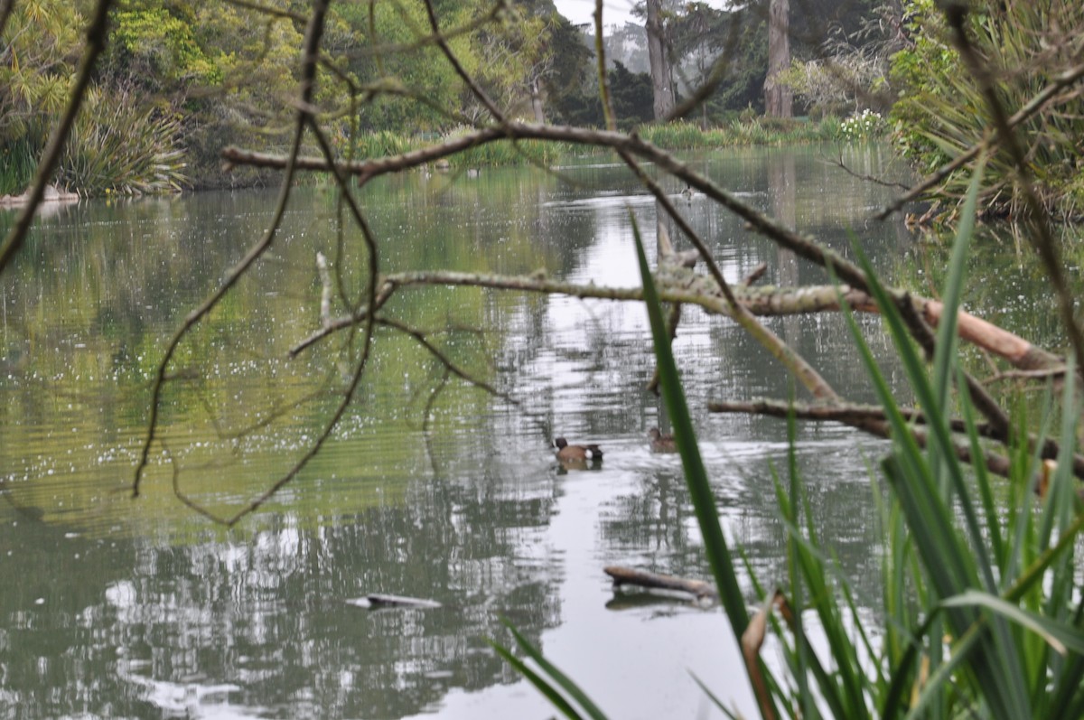 Blue-winged Teal - Alan Hopkins