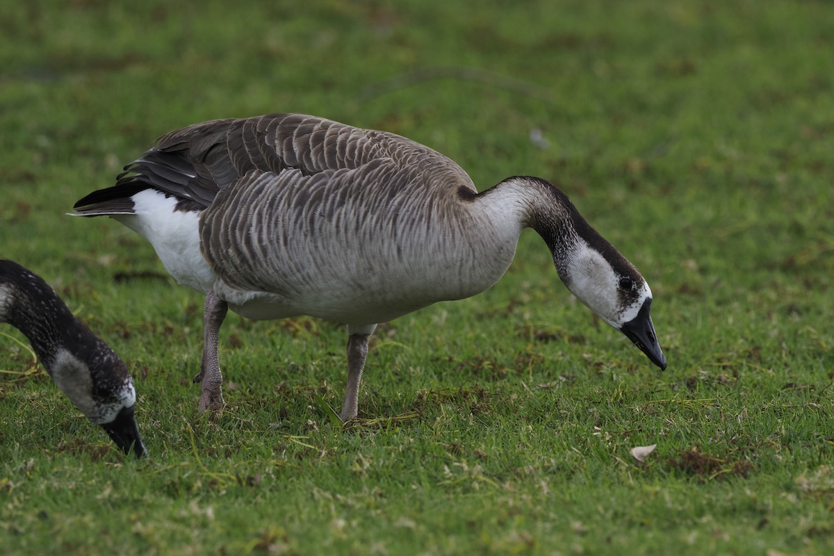 Domestic goose sp. x Canada Goose (hybrid) - ML300234571