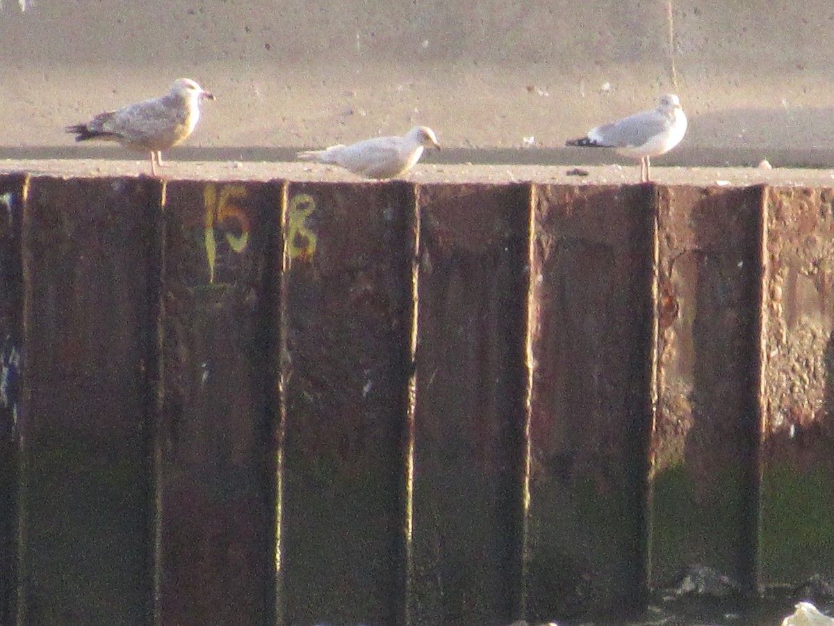 Iceland Gull - ML300236581