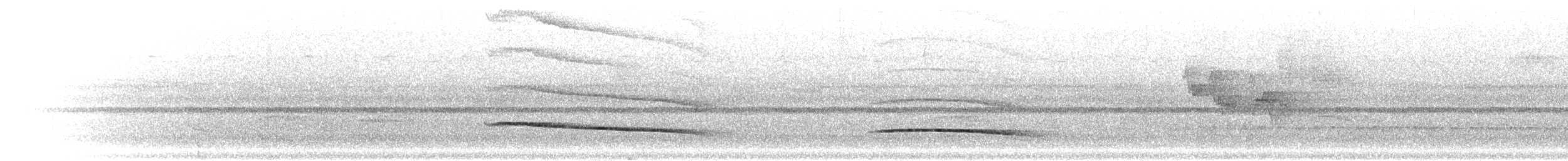 Кокоа плямистий - ML300237