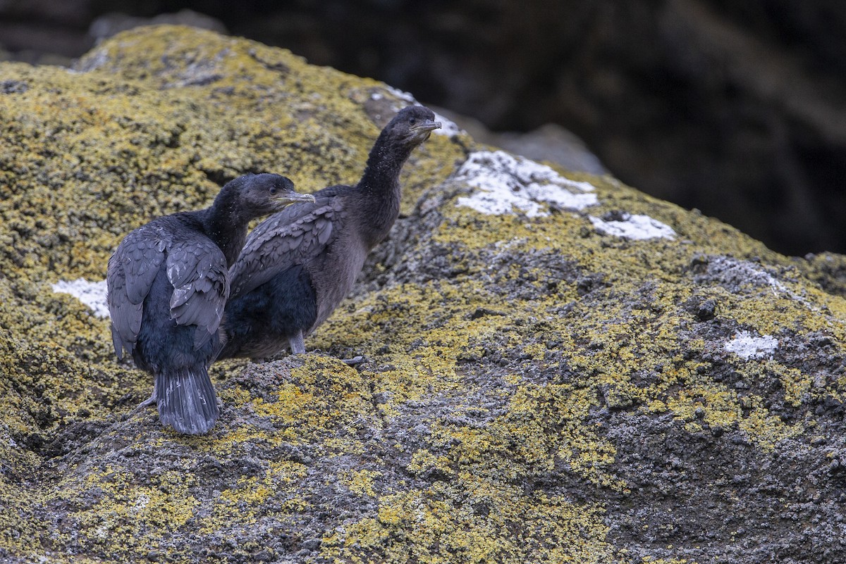 Pitt Island Shag - ML300239771