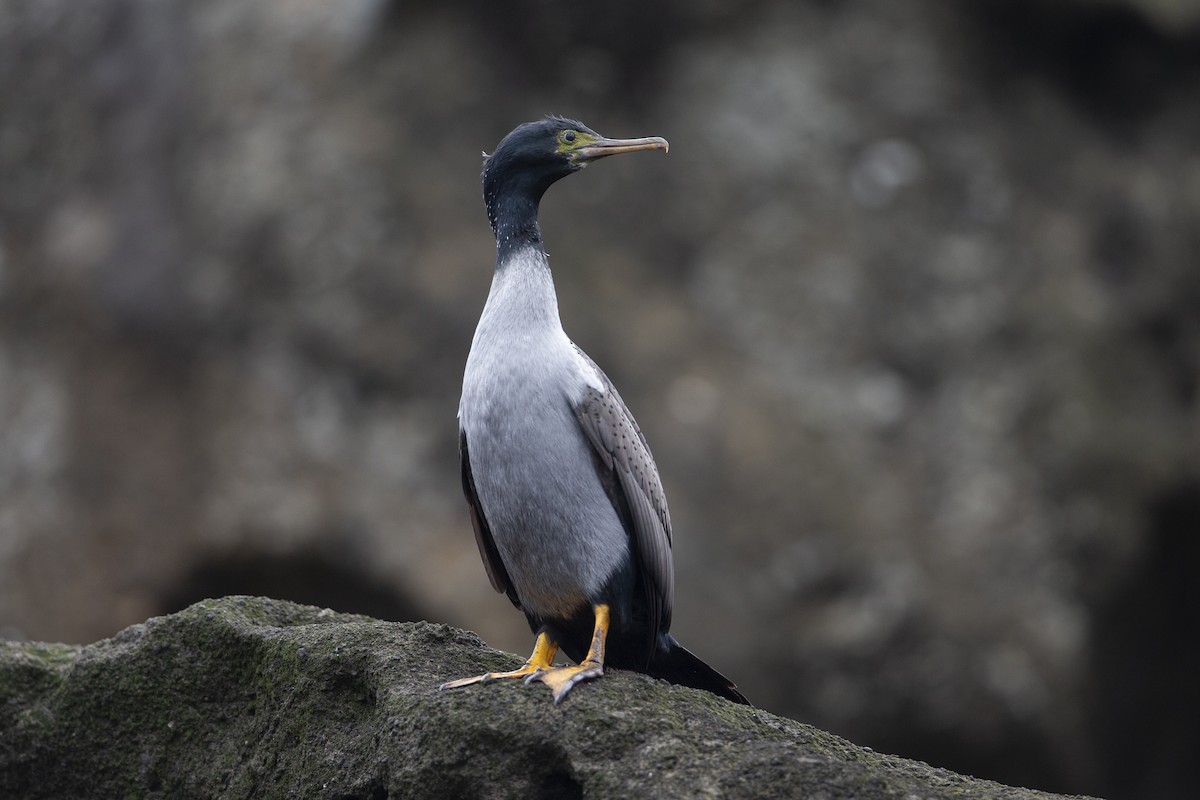 Pitt Island Shag - ML300239881