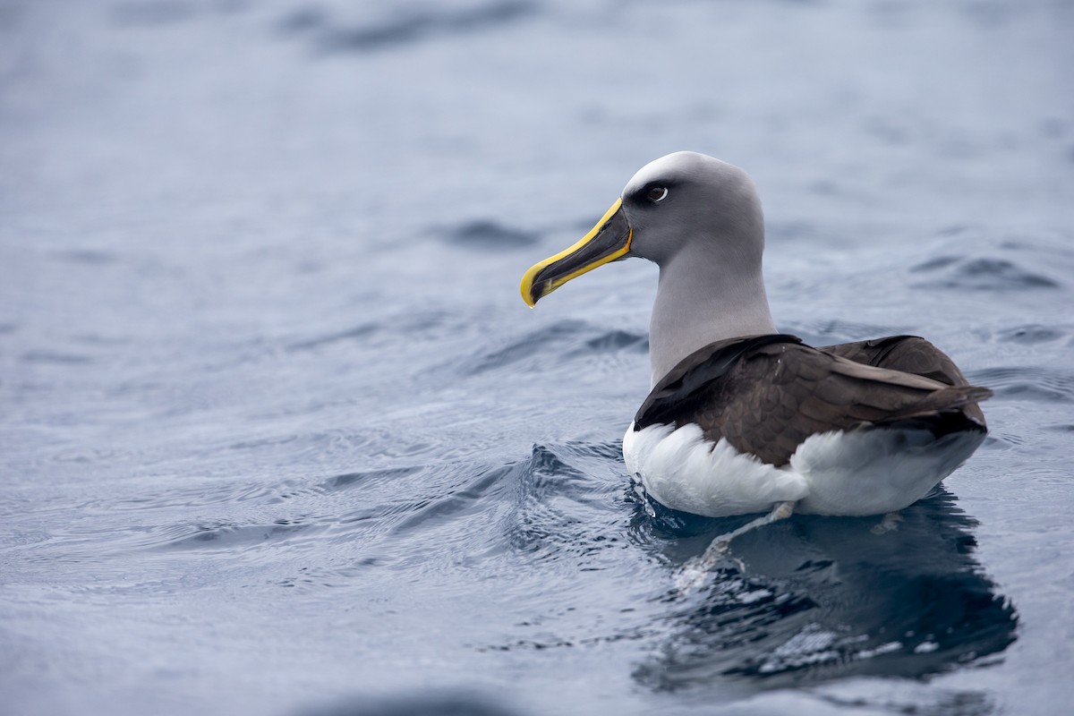 Buller's Albatross - ML300240531