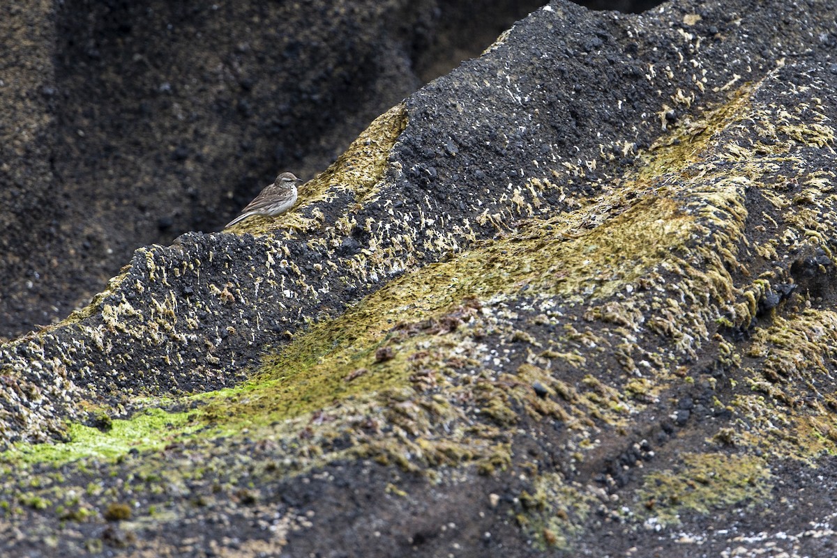 New Zealand Pipit - ML300240701