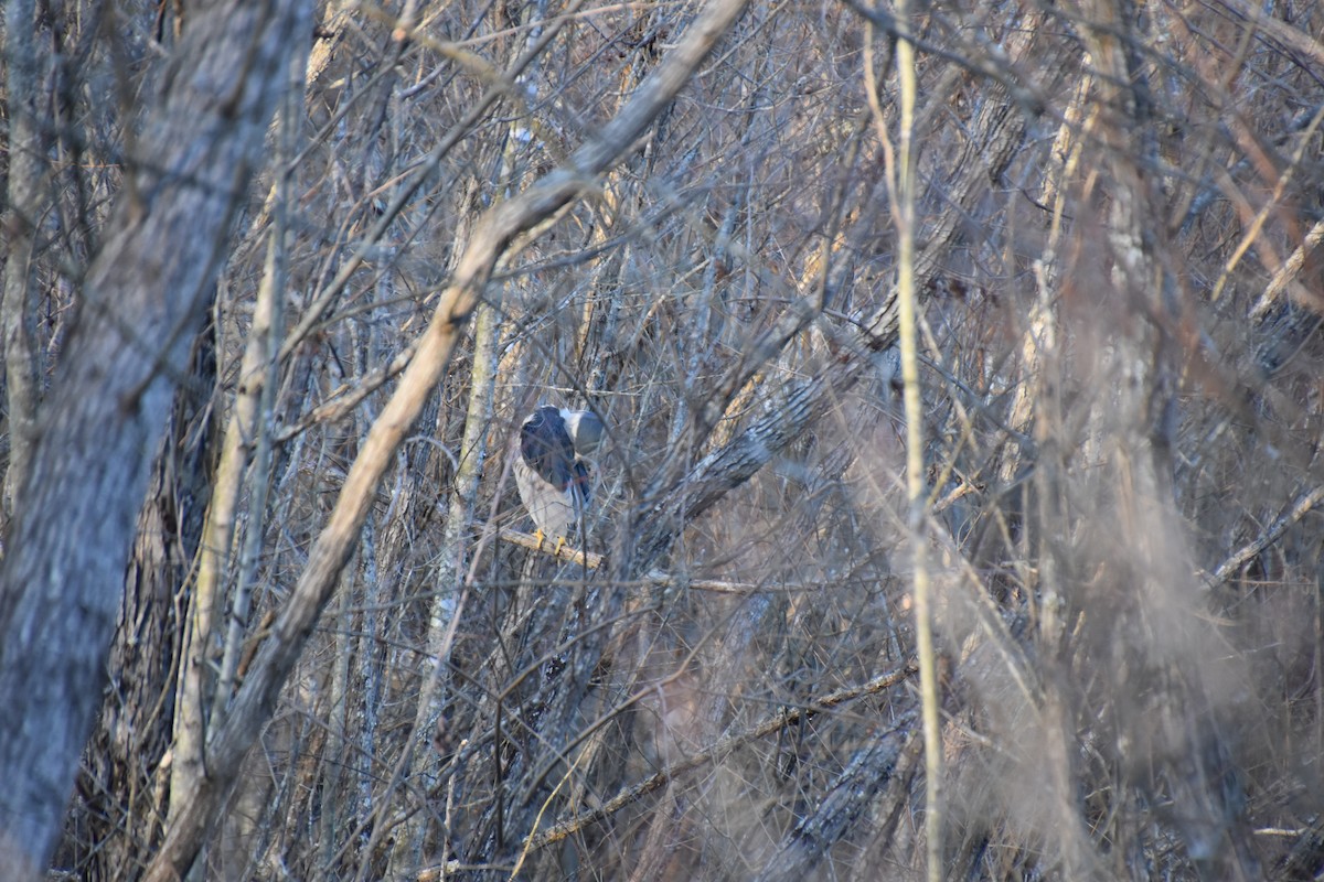 Black-crowned Night Heron - ML300241151