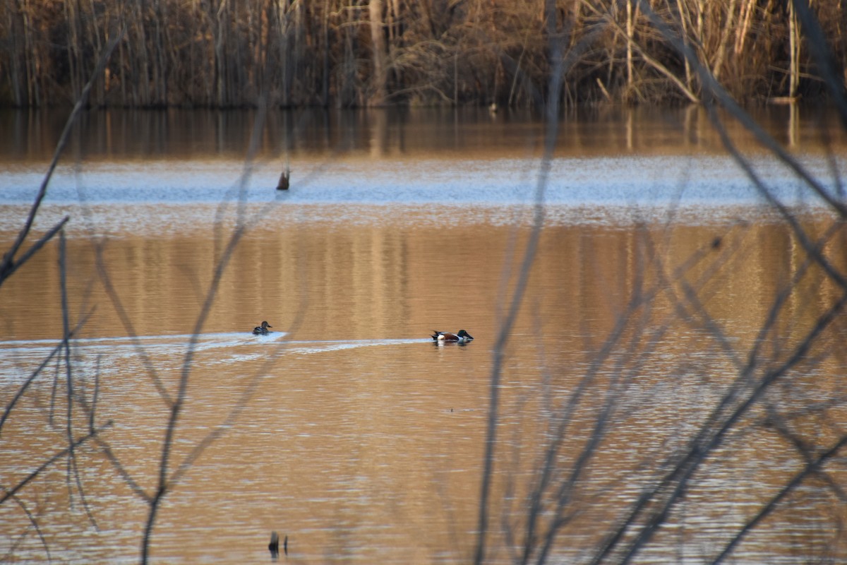 Northern Shoveler - ML300241201