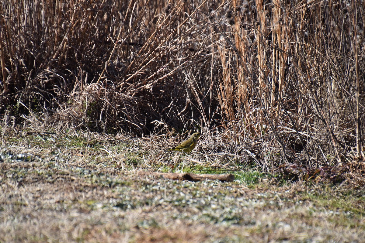 Palm Warbler (Yellow) - ML300241621