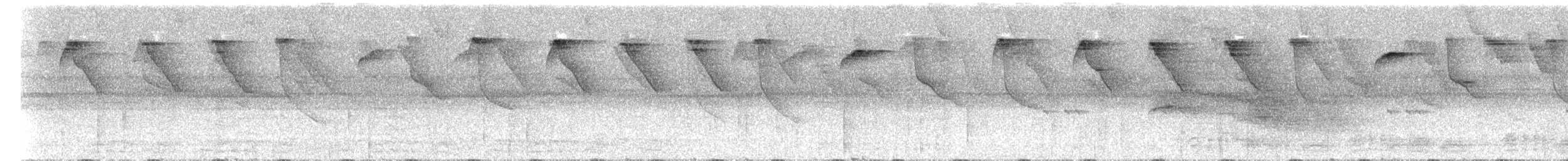Черногорлый колибри-отшельник - ML300242