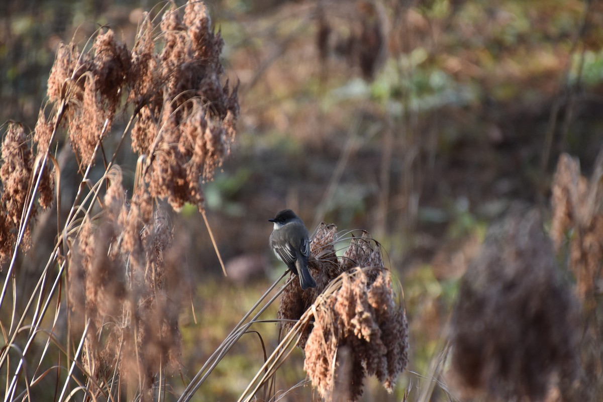 Eastern Phoebe - ML300242051