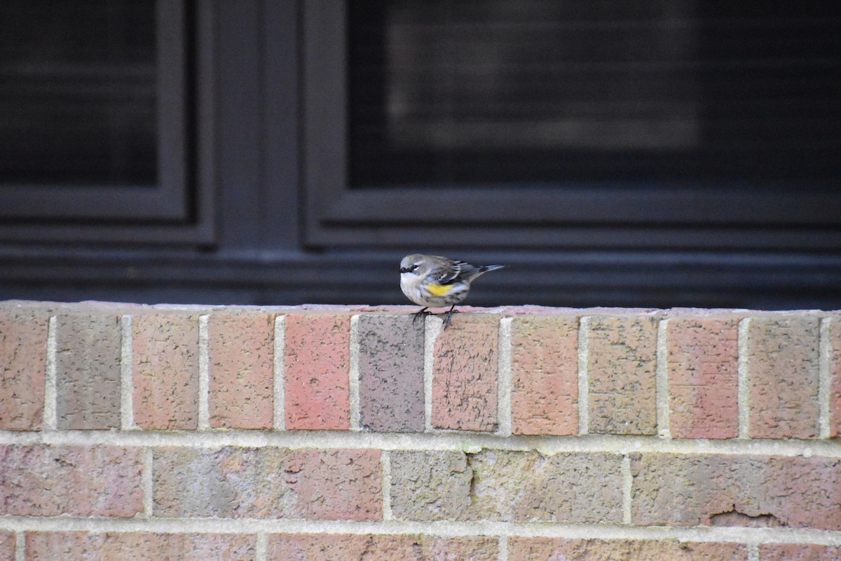 Yellow-rumped Warbler - ML300242101