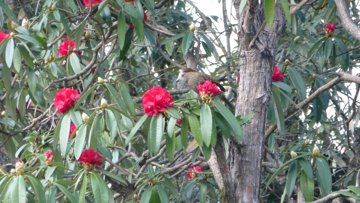 Striated Laughingthrush - ML300243401