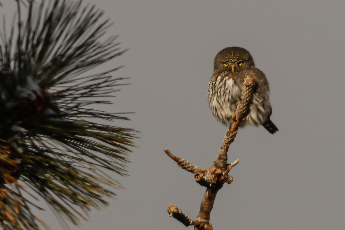 Northern Pygmy-Owl - ML300244671