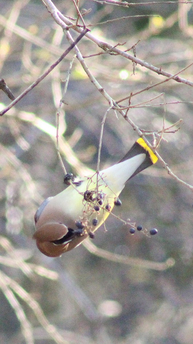 Cedar Waxwing - ML300244911