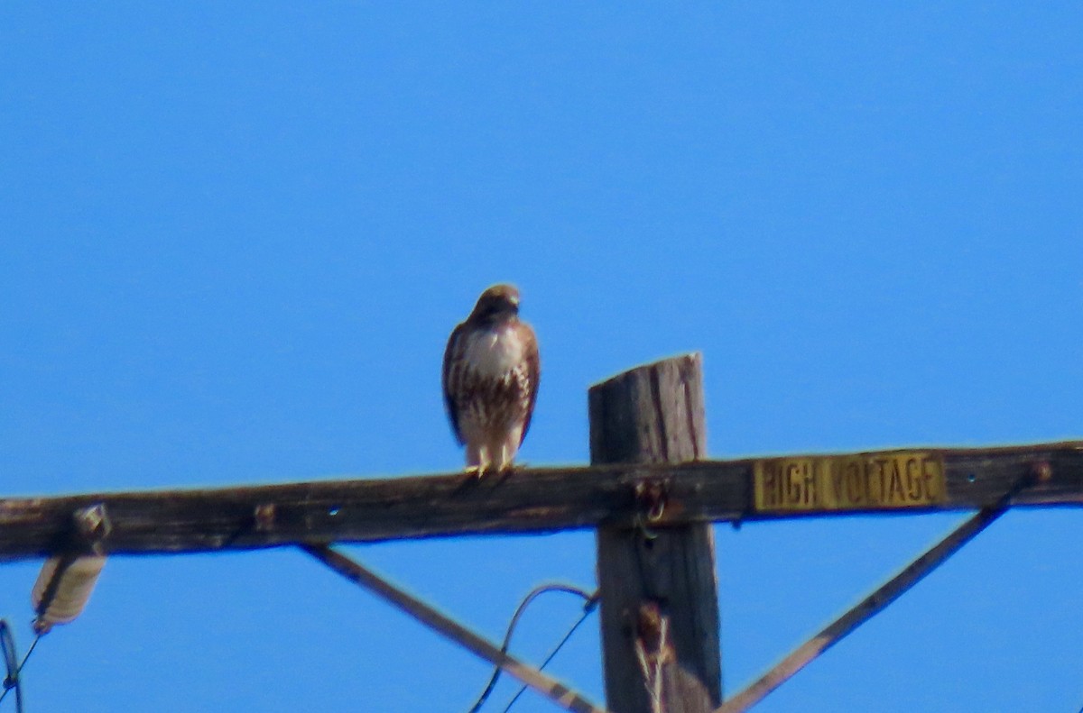 Red-tailed Hawk - ML300246851