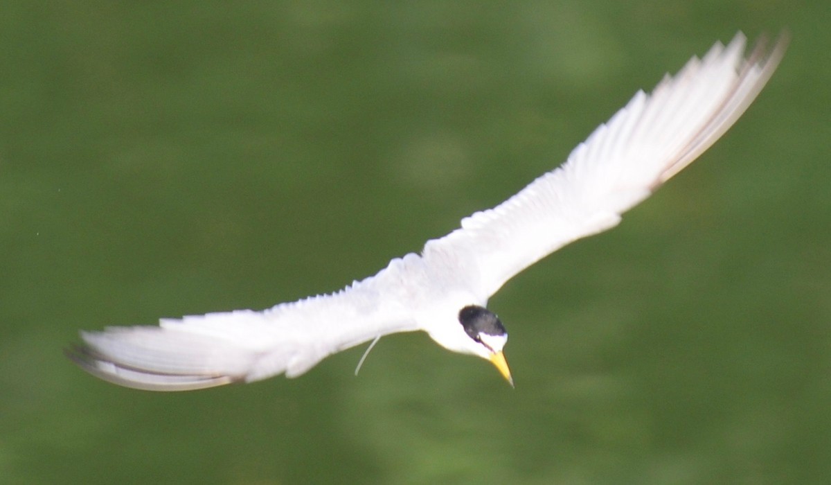 Little Tern - marcel finlay