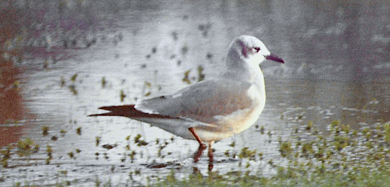 Laughing Gull - ML300250471